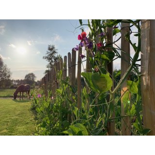 Kastanjehegn - Black Week