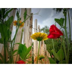 Kastanjehegn 1x0,50 meter (+/- 7 cm) 100% FSC