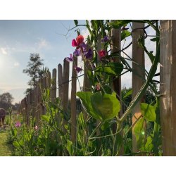 Kastanjehegn 1x1,0 meter (+/- 7 cm) 100% FSC