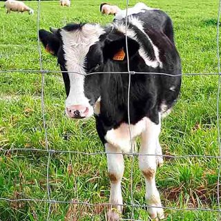 Trådhegn  - Black week